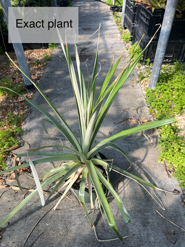 Puya entreriosensis