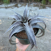 Orthophytum 'S'more'