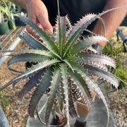 x Dyckcohnia 'Red Man'