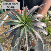 x Dyckcohnia 'Red Man'