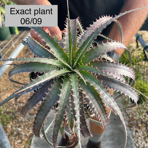 x Dyckcohnia 'Red Man'