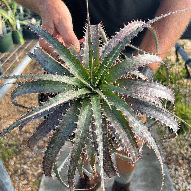 x Dyckcohnia 'Red Man'