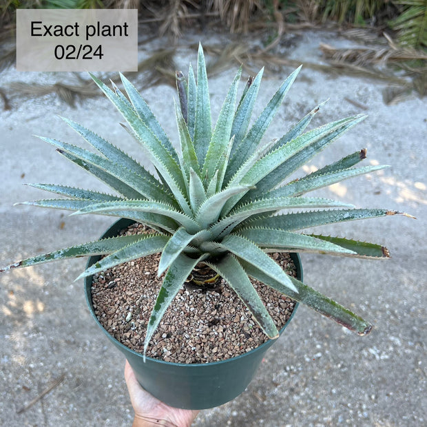 x Sincoraechmea 'Sunburst'