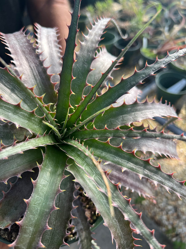 x Dyckcohnia 'Red Man'