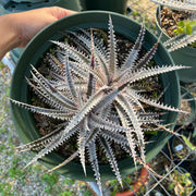 Dyckia 'Diamond Tooth'