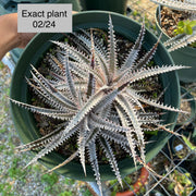 Dyckia 'Diamond Tooth'