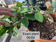 Euphorbia denisiana var. maromokotrensis