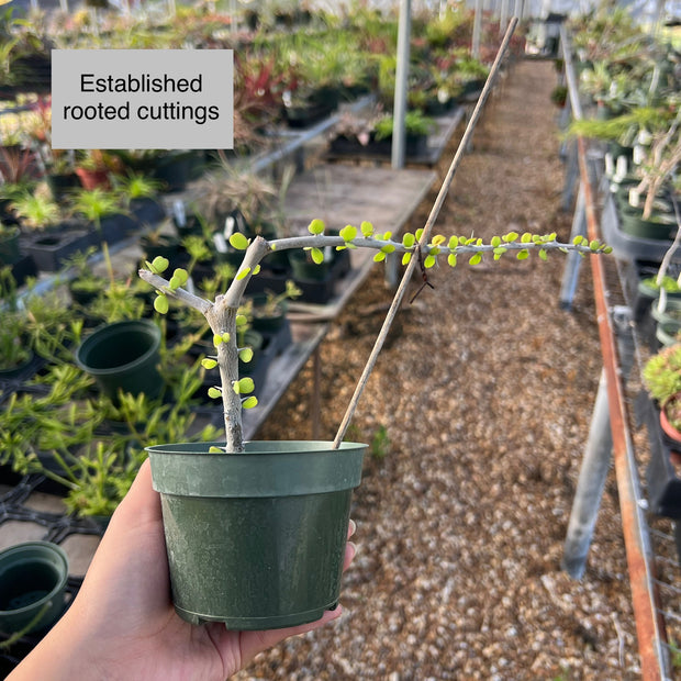 Alluaudia humbertii