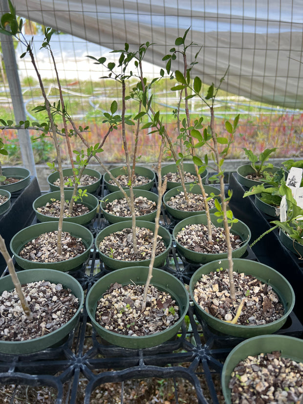 Bursera fagaroides