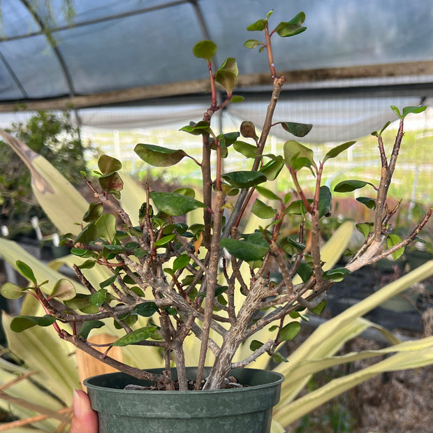 Euphorbia geraldii