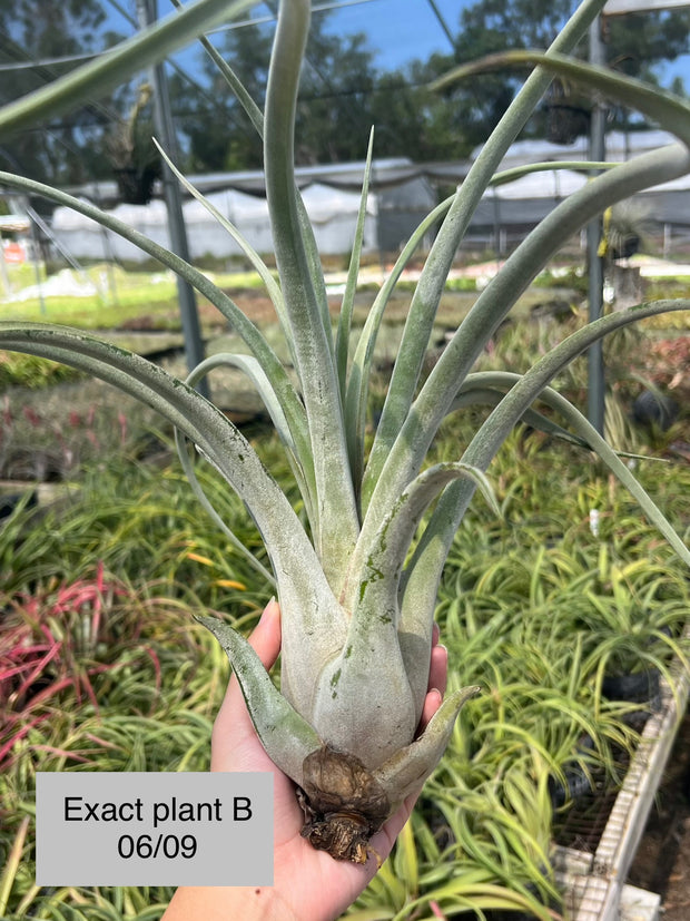 Tillandsia x wisdomiana (xerographica x paucifolia)