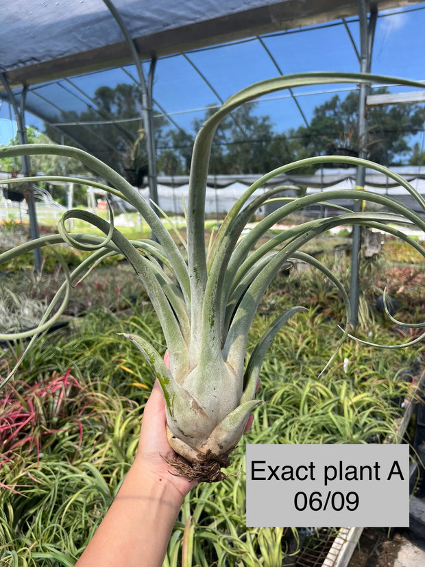 Tillandsia x wisdomiana (xerographica x paucifolia)