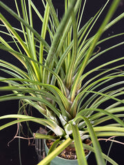 Tillandsia 'Hawaiian Classic'