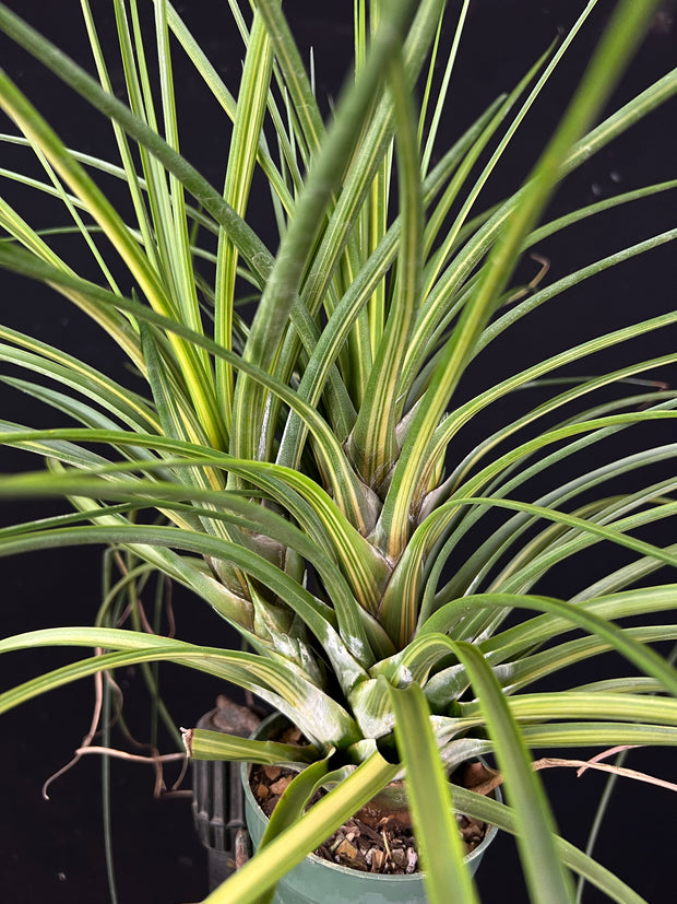 Tillandsia 'Hawaiian Classic'