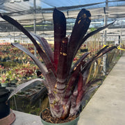 x Hohenmea 'Majesty'