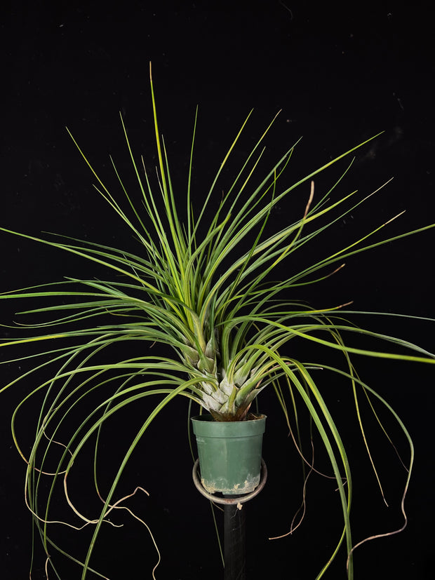 Tillandsia 'Hawaiian Classic'