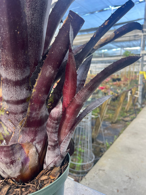 x Hohenmea 'Majesty'