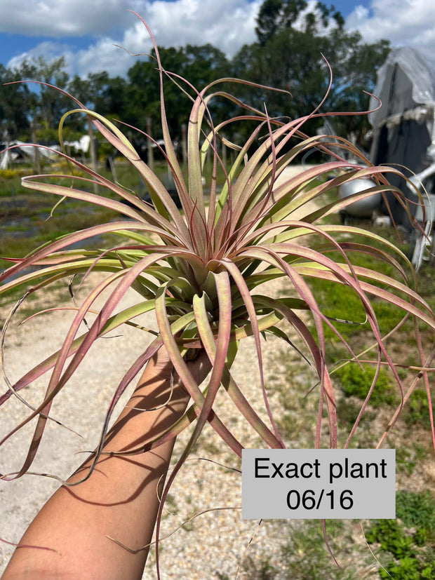 Tillandsia 'Firebird'