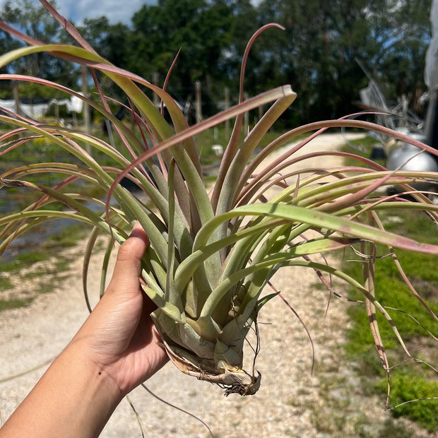 Tillandsia 'Firebird'