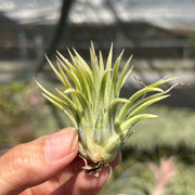 Tillandsia ionantha albomarginated