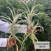 Tillandsia 'Star Catcher'