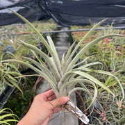 Tillandsia mima