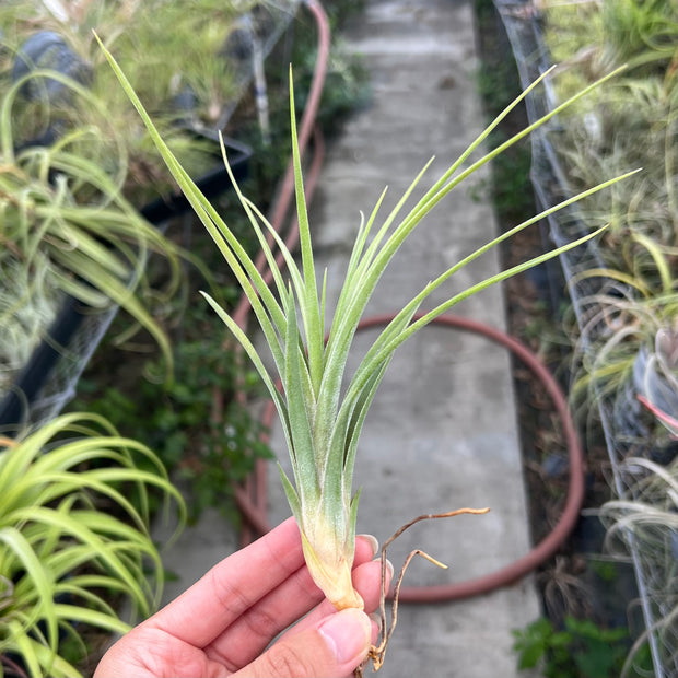 Tillandsia 'Borumba'