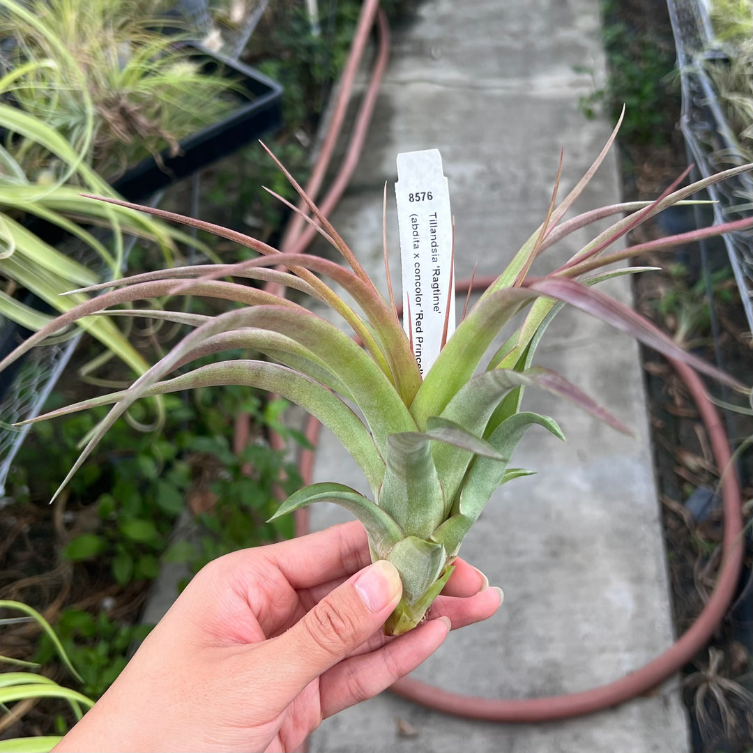Tillandsia 'Ragtime' – Tropiflora
