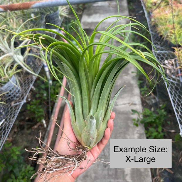 Tillandsia 'Fire Fountain'