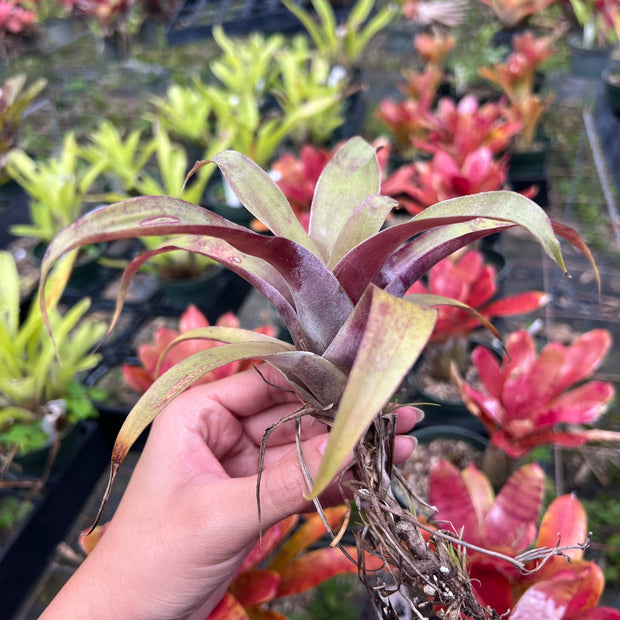 Tillandsia krukoffiana