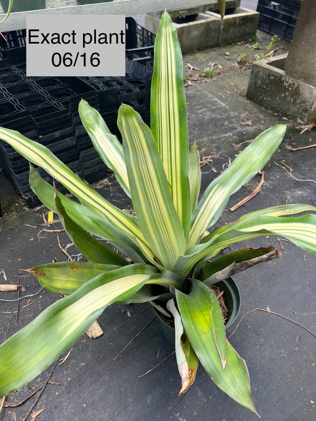 Aechmea mariae-reginae 'Duraflor'
