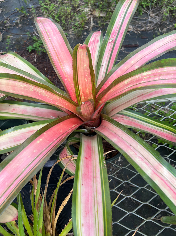 Neoregelia 'Carioca'