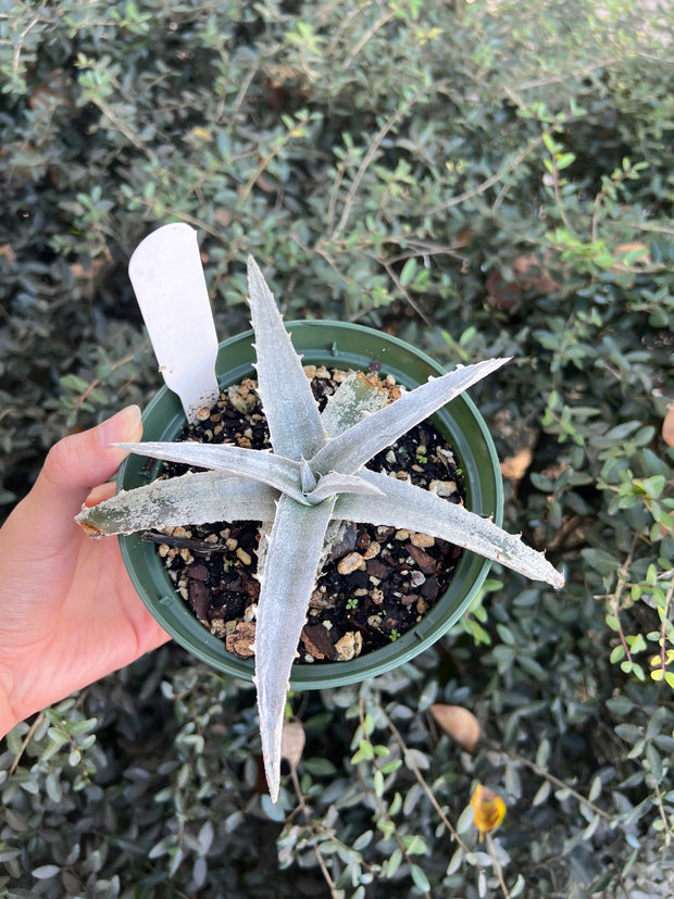 Dyckia 'Dorothy Byer'