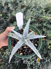 Dyckia 'Dorothy Byer'