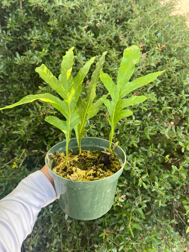 Drynaria quercifolia variegated