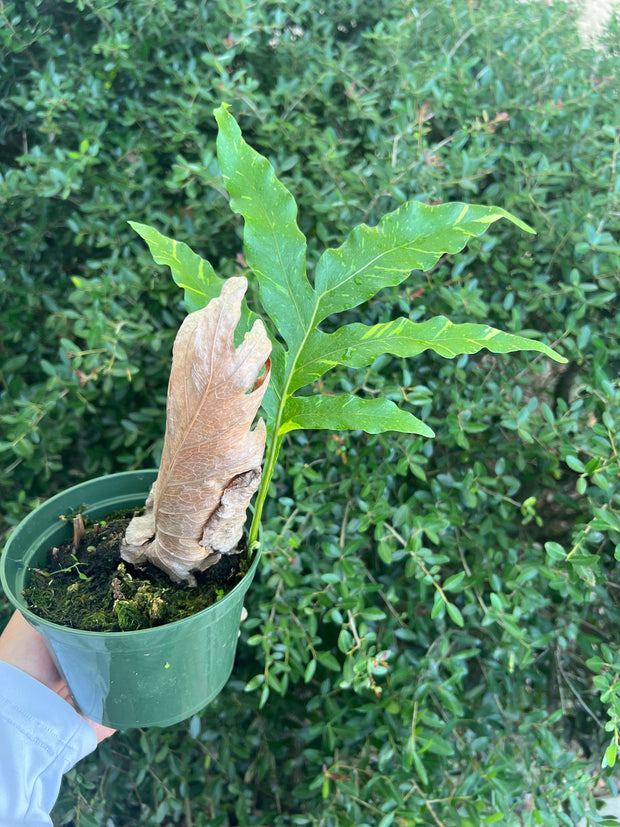 Drynaria quercifolia variegated