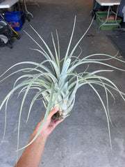 Tillandsia 'Cosmopolitan'