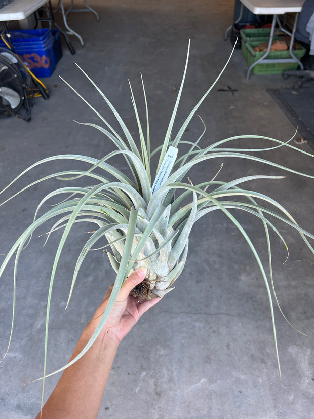 Tillandsia 'Cosmopolitan'
