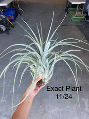 Tillandsia 'Cosmopolitan'