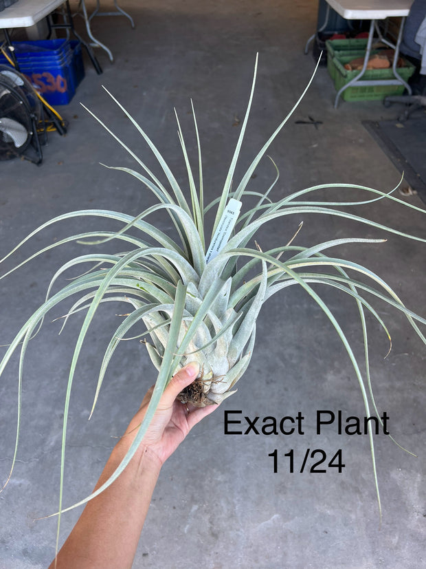 Tillandsia 'Cosmopolitan'