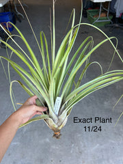 Tillandsia 'Long Tall Sally'