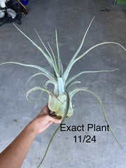 Tillandsia 'Big Daddy'