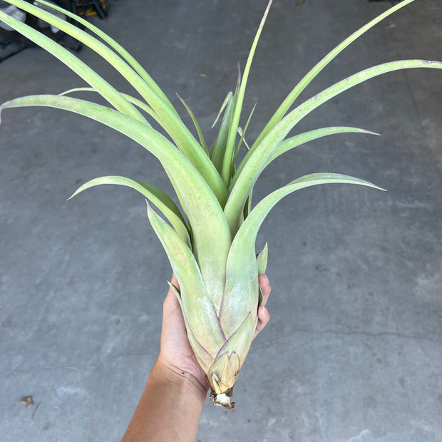 Tillandsia 'Queen Colossus'