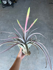 Tillandsia 'Silver Spike'