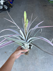 Tillandsia 'Silver Spike'