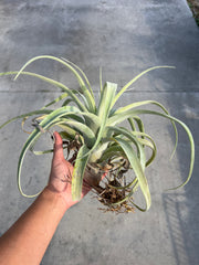 Tillandsia 'Tall Stranger'