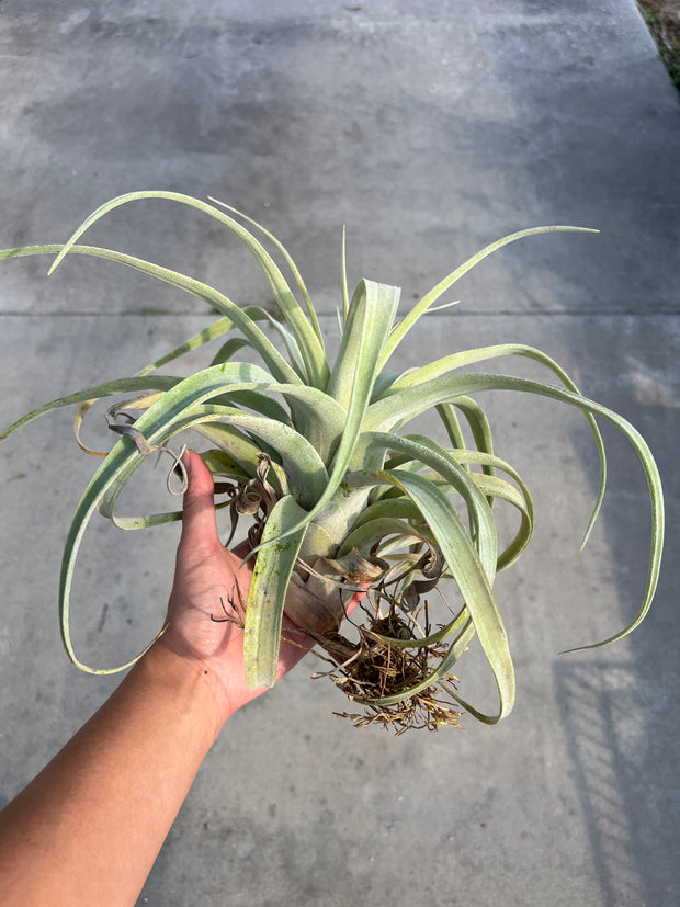 Tillandsia 'Tall Stranger'