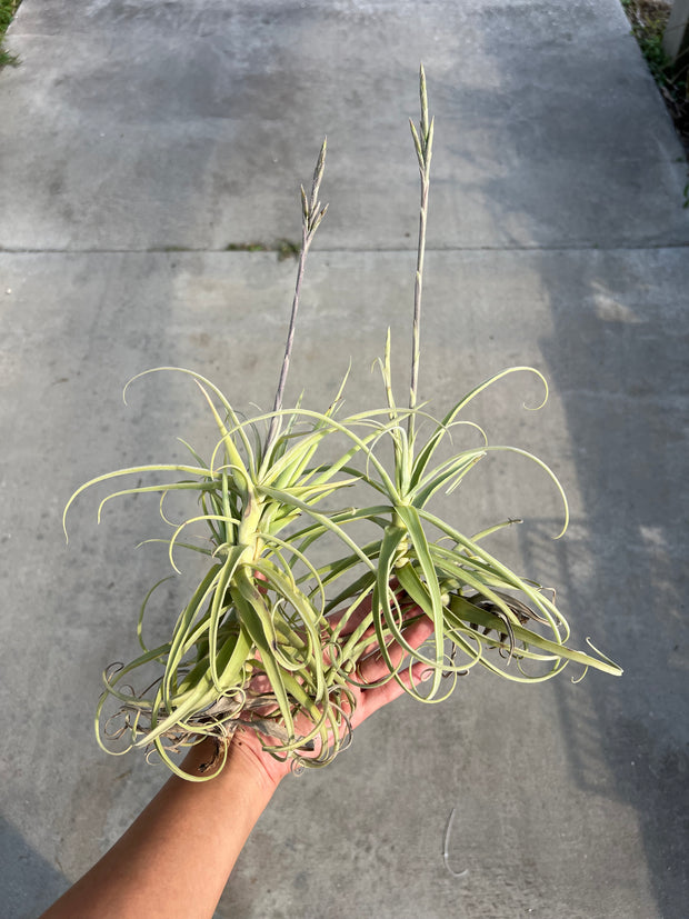 Tillandsia jequiensis