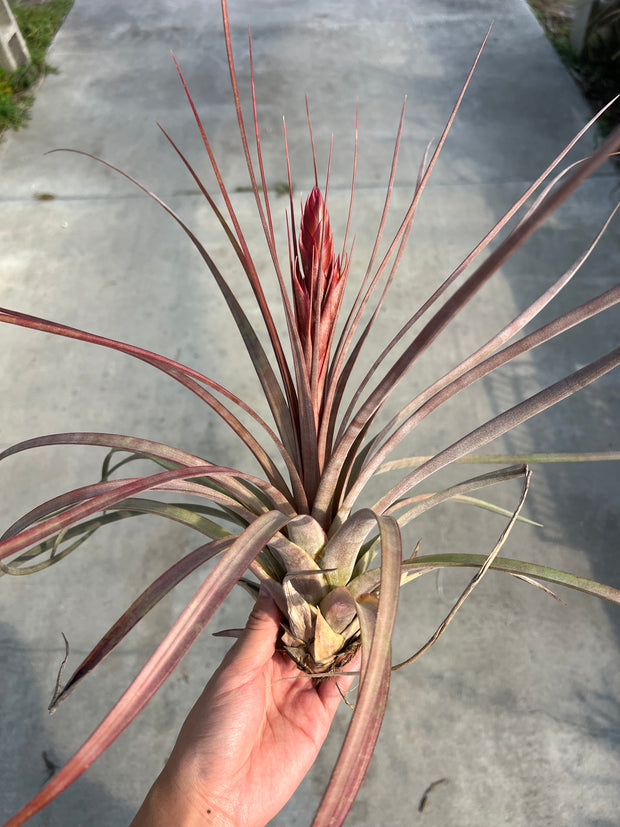 Tillandsia 'Awesome Amber'