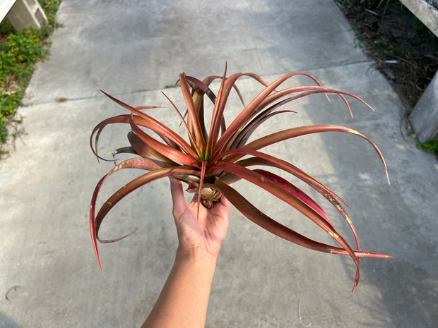 Tillandsia 'Bacchus'